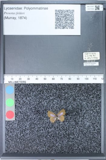 Media type: image;   Entomology 71656
